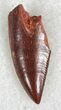 Serrated Raptor Tooth From Morocco - #22995-1